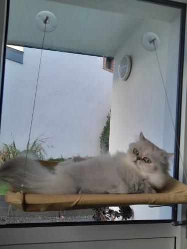 Hamac de fenêtre pour chat Anka
