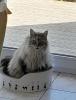 Griffoir chat corbeille carton Bubimex