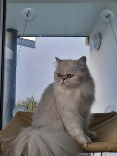 Hamac de fenêtre pour chat : 33 cm x 54 cm Anka